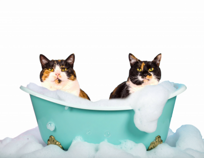 Cats Bathtub Cats Bathtub